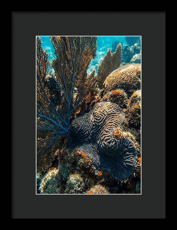 Underwater Wonders Of Coral