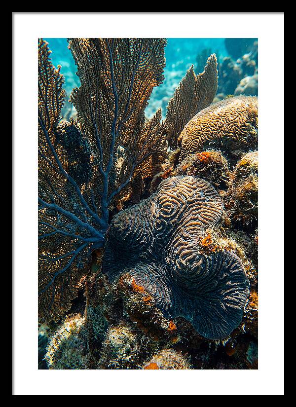 Underwater Wonders Of Coral
