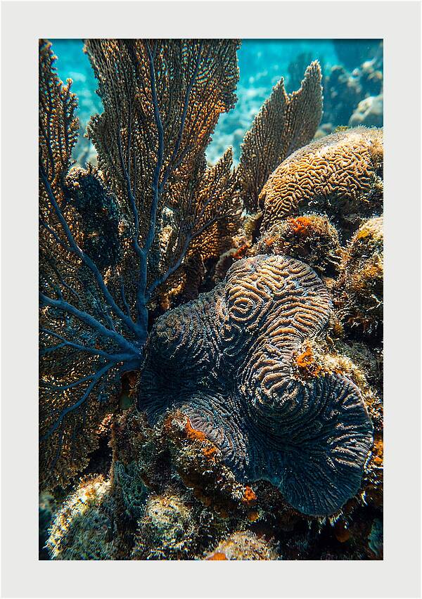 Underwater Wonders Of Coral