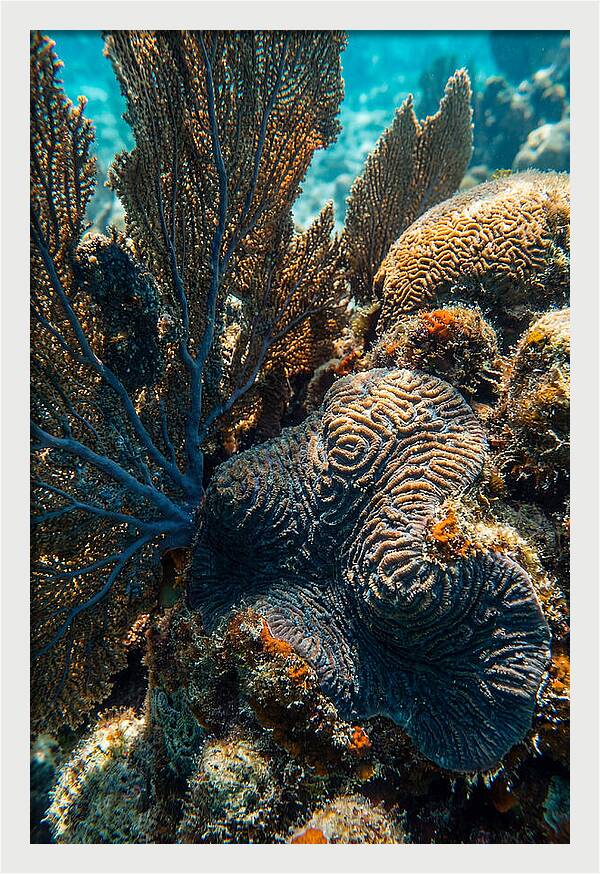 Underwater Wonders Of Coral