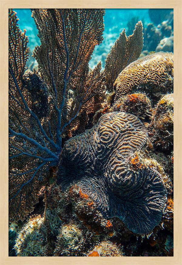 Underwater Wonders Of Coral