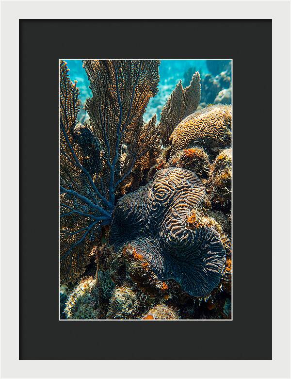 Underwater Wonders Of Coral
