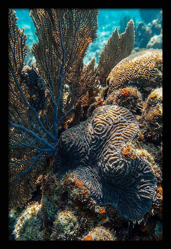 Underwater Wonders Of Coral