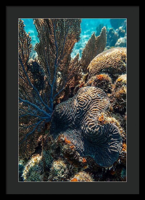 Underwater Wonders Of Coral