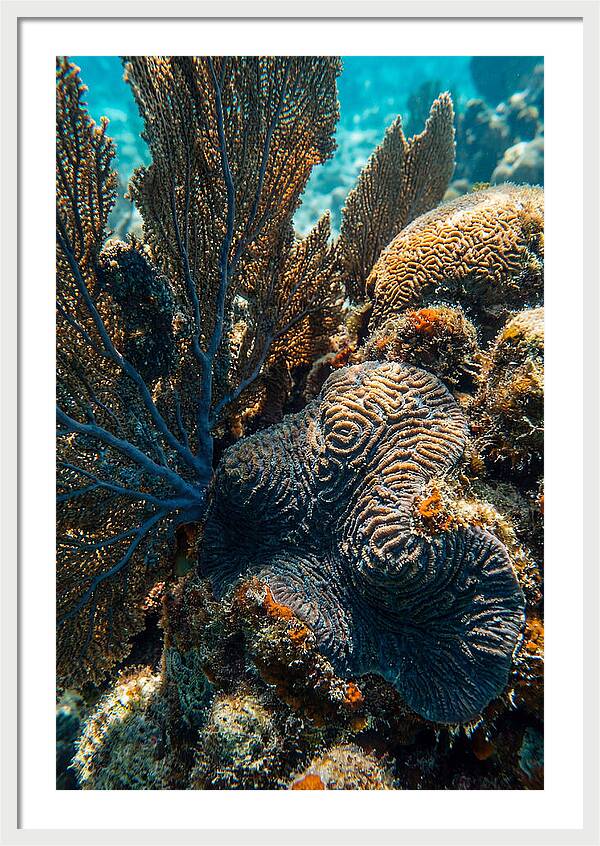 Underwater Wonders Of Coral