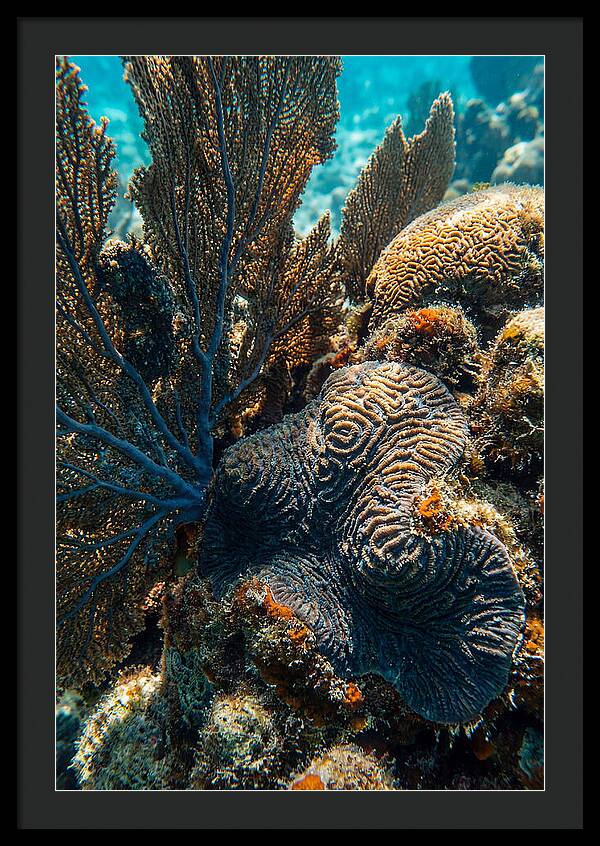 Underwater Wonders Of Coral
