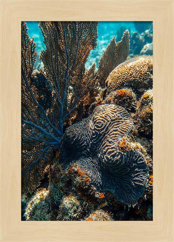 Underwater Wonders Of Coral