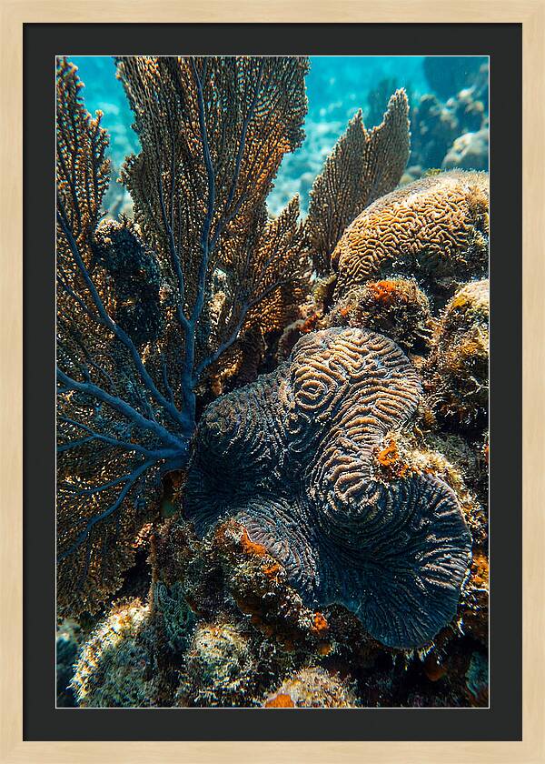 Underwater Wonders Of Coral