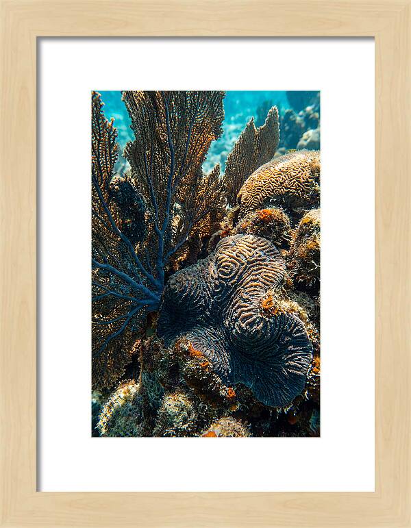 Underwater Wonders Of Coral
