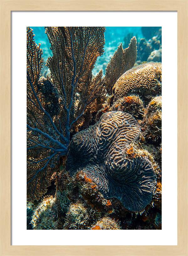 Underwater Wonders Of Coral