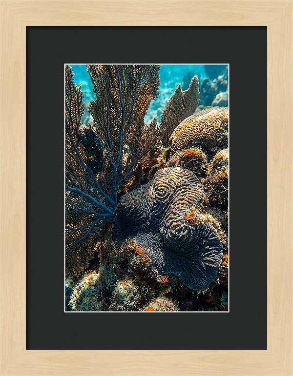 Underwater Wonders Of Coral