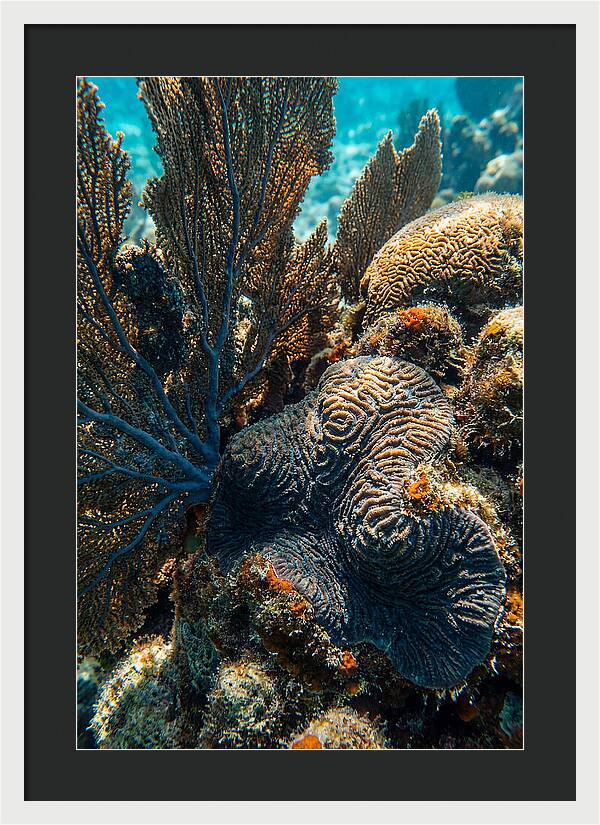 Underwater Wonders Of Coral