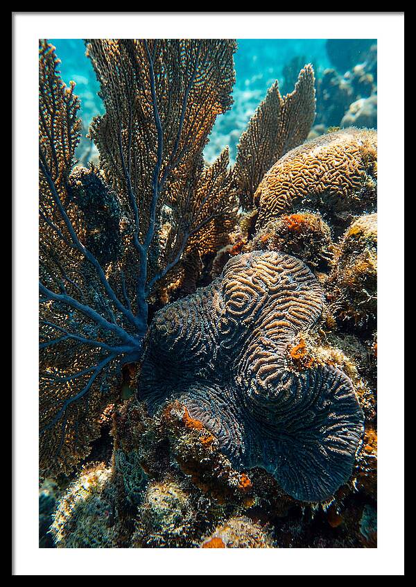 Underwater Wonders Of Coral