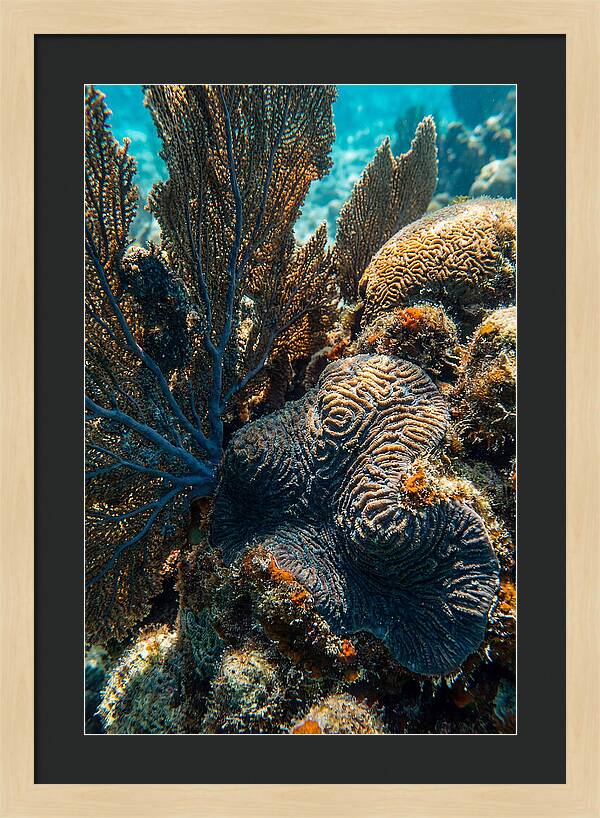 Underwater Wonders Of Coral