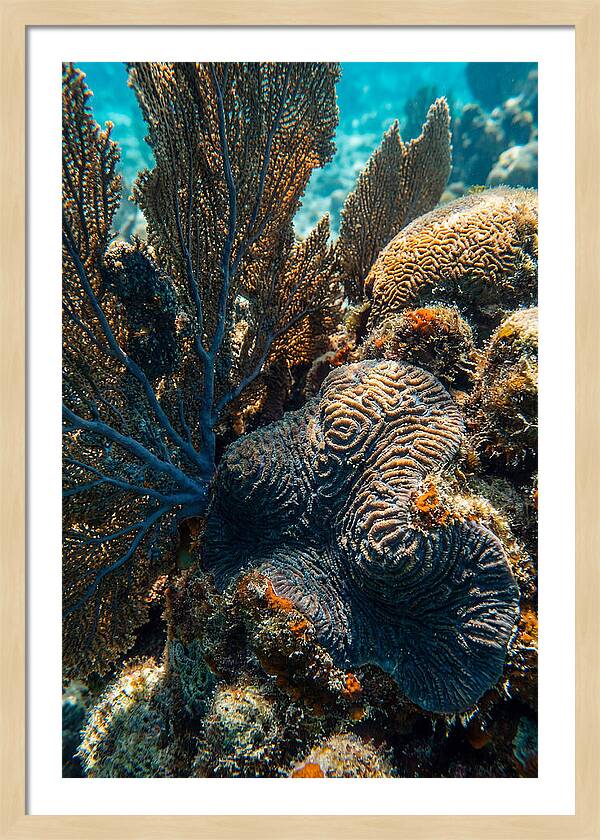 Underwater Wonders Of Coral