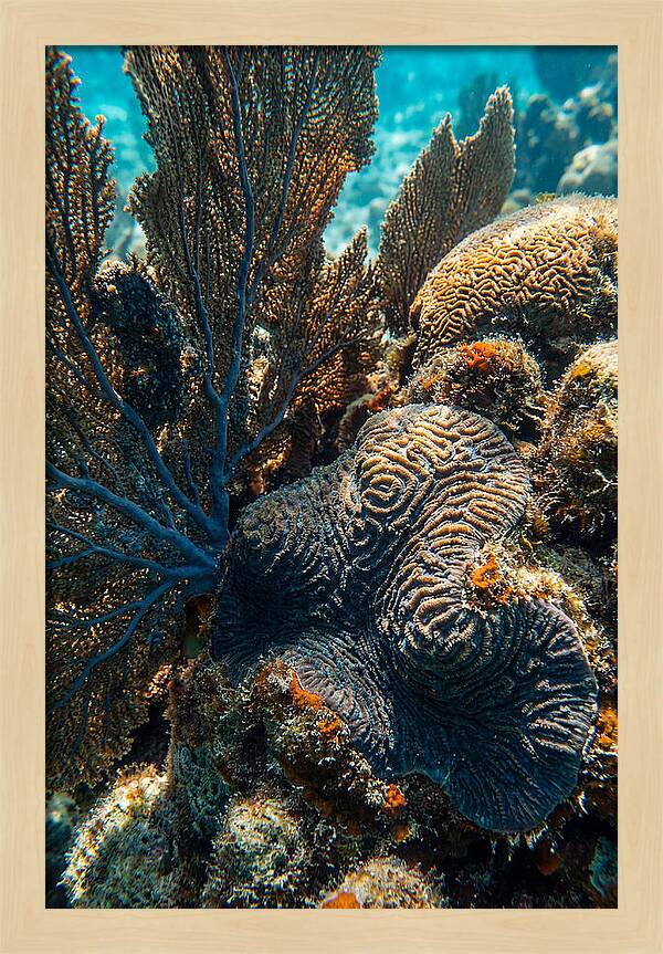 Underwater Wonders Of Coral