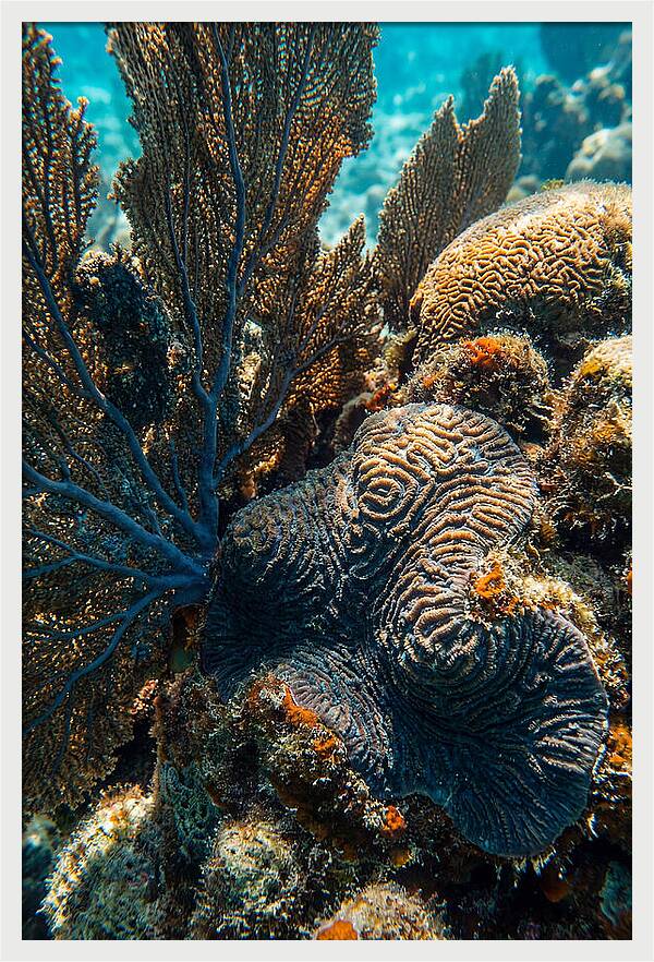 Underwater Wonders Of Coral