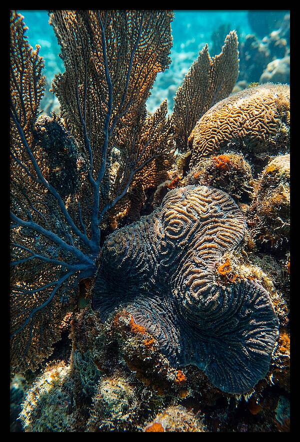 Underwater Wonders Of Coral