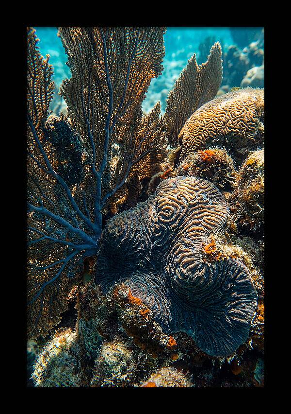 Underwater Wonders Of Coral