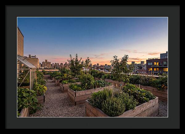 Urban Rooftop Garden At Sunset