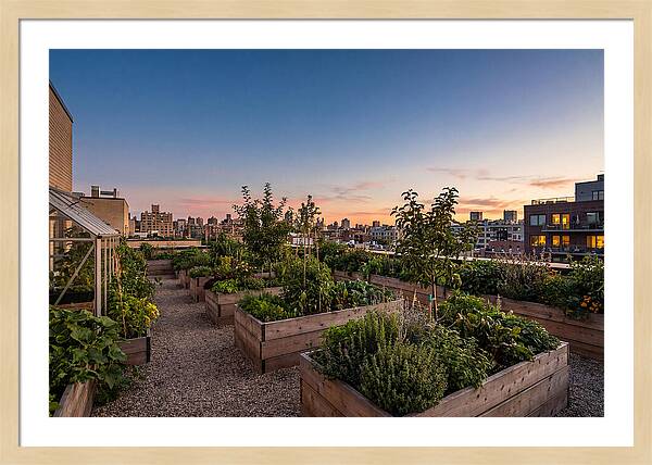 Urban Rooftop Garden At Sunset