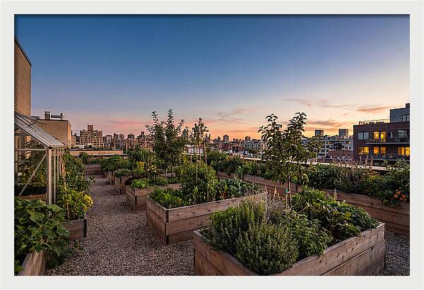 Urban Rooftop Garden At Sunset