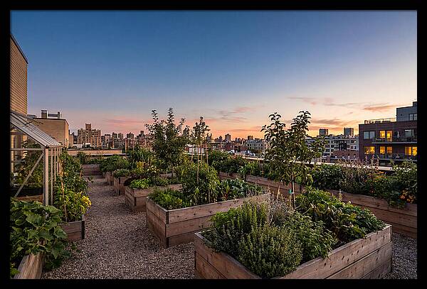 Urban Rooftop Garden At Sunset