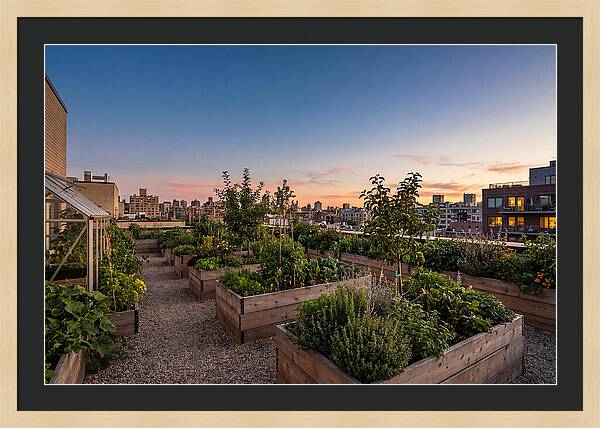Urban Rooftop Garden At Sunset