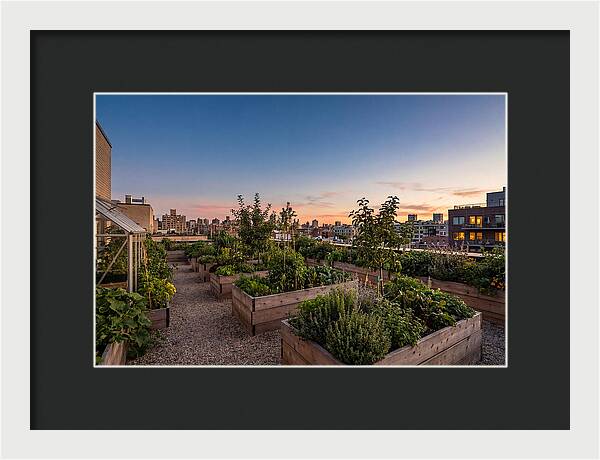 Urban Rooftop Garden At Sunset
