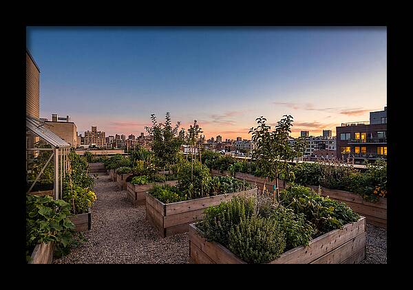 Urban Rooftop Garden At Sunset