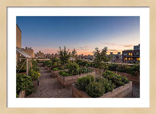 Urban Rooftop Garden At Sunset