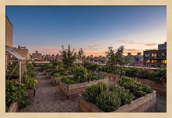Urban Rooftop Garden At Sunset