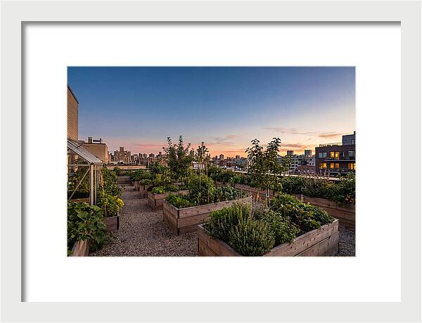 Urban Rooftop Garden At Sunset