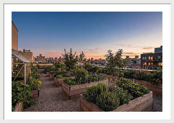 Urban Rooftop Garden At Sunset