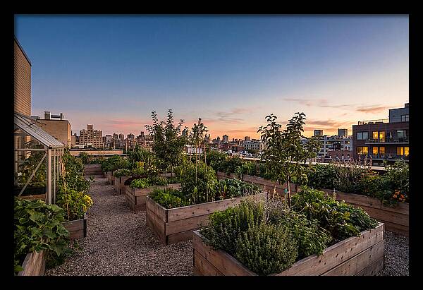 Urban Rooftop Garden At Sunset