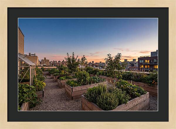 Urban Rooftop Garden At Sunset