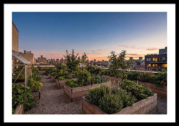 Urban Rooftop Garden At Sunset