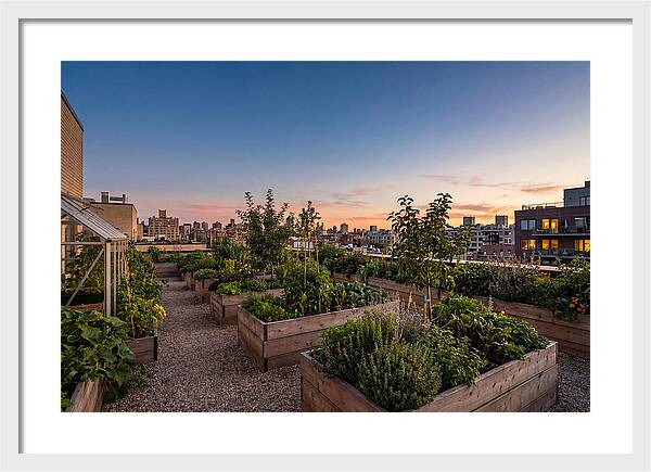 Urban Rooftop Garden At Sunset