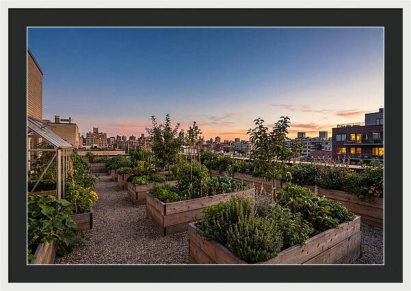 Urban Rooftop Garden At Sunset