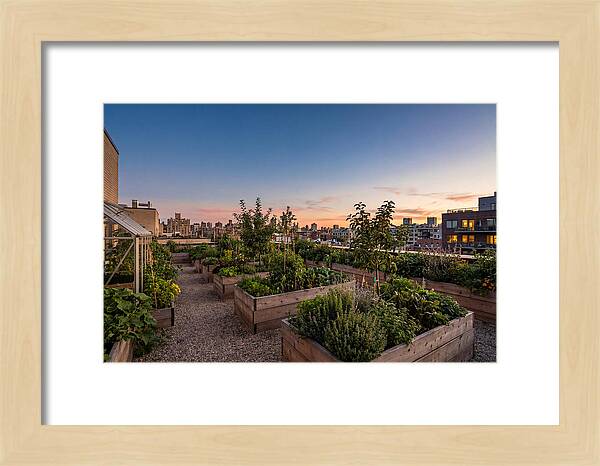 Urban Rooftop Garden At Sunset