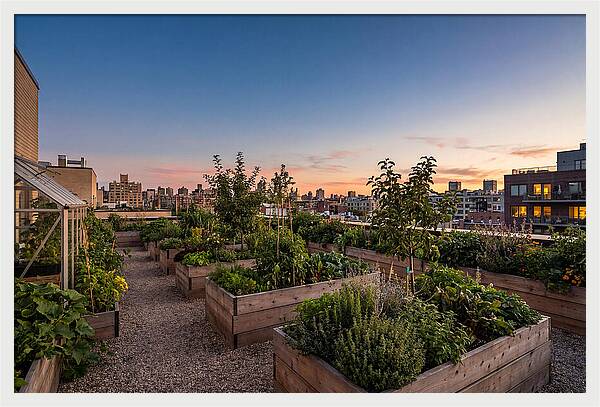 Urban Rooftop Garden At Sunset