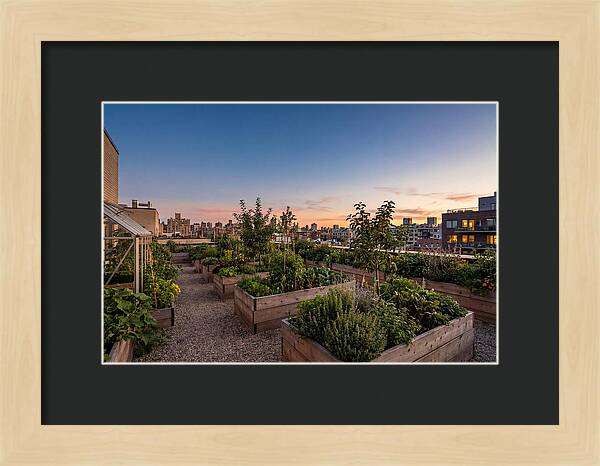 Urban Rooftop Garden At Sunset