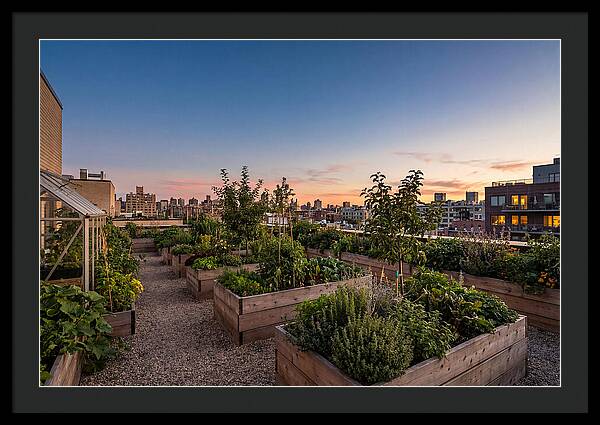 Urban Rooftop Garden At Sunset