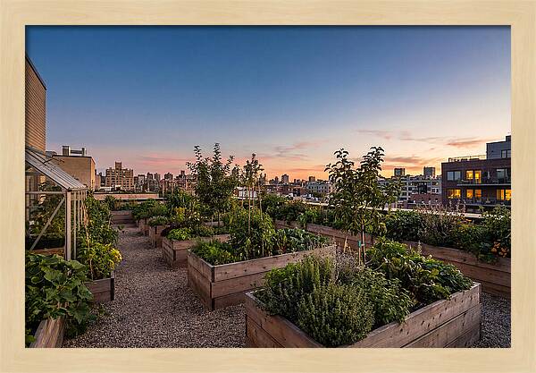 Urban Rooftop Garden At Sunset