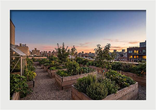 Urban Rooftop Garden At Sunset