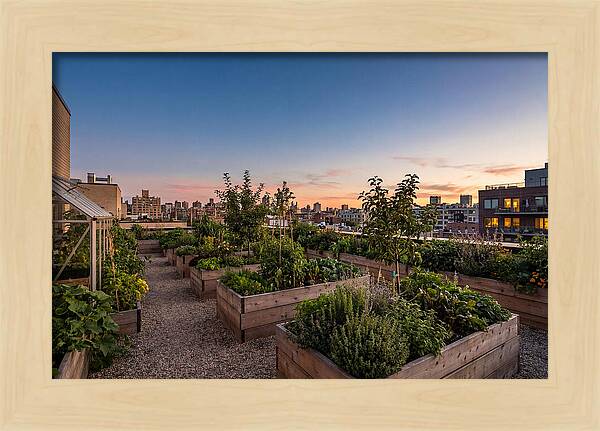 Urban Rooftop Garden At Sunset