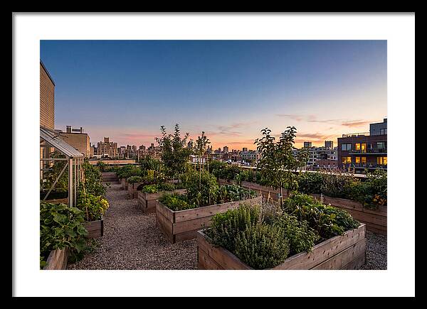 Urban Rooftop Garden At Sunset