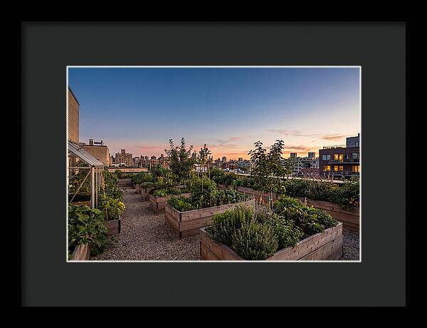 Urban Rooftop Garden At Sunset