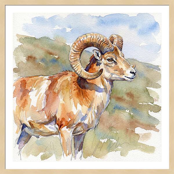 Urial In Watercolor Splendor