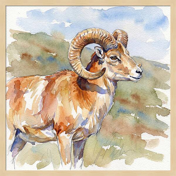 Urial In Watercolor Splendor